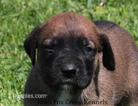 Bonnie – Great Dane, English Mastiff puppy for sale in Unionville, IA