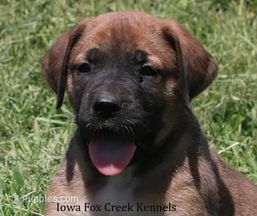 Bonnie – Great Dane, English Mastiff puppy for sale in Unionville, IA