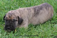 Murphy, a male Great Dane for sale in Unionville, IA – Photo 5 of 10