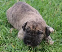 Murphy, a male Great Dane for sale in Unionville, IA – Photo 4 of 10