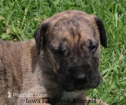 Murphy – Great Dane puppy for sale in Unionville, IA