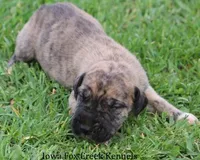 Murphy, a male Great Dane for sale in Unionville, IA – Photo 6 of 10