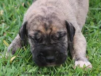 Murphy, a male Great Dane for sale in Unionville, IA – Photo 1 of 10