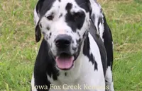 Murphy, a male Great Dane for sale in Unionville, IA – Photo 9 of 10