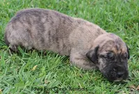 Murphy, a male Great Dane for sale in Unionville, IA – Photo 3 of 10