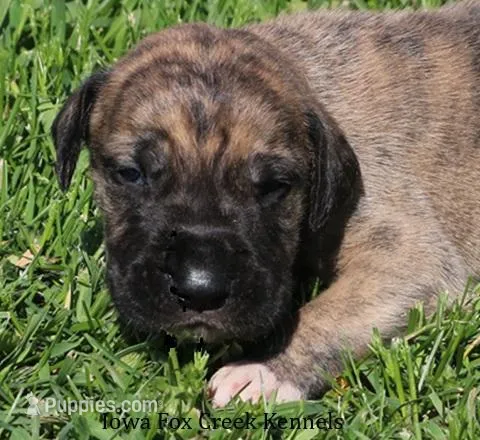 Murphy – Great Dane puppy for sale in Unionville, IA