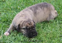 Murphy, a male Great Dane for sale in Unionville, IA – Photo 2 of 10