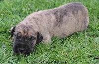 Murphy, a male Great Dane for sale in Unionville, IA – Photo 7 of 10