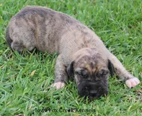 Murphy, a male Great Dane for sale in Unionville, IA – Photo 8 of 10