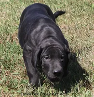 Susie, a female Great Dane for sale in Unionville, IA – 4 of 10