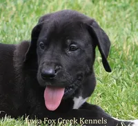 Max, a male Great Dane for sale in Unionville, IA – 5 of 10