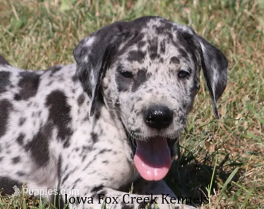Samson – Great Dane puppy for sale in Unionville, IA