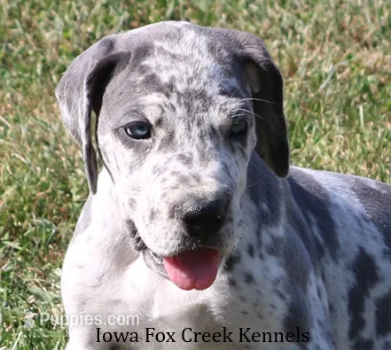 Shakira – Great Dane puppy for sale in Unionville, IA