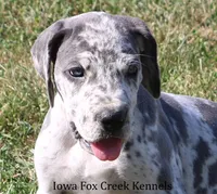 Shakira, a female Great Dane for sale in Unionville, IA – 1 of 10