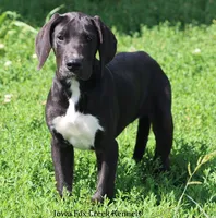 Mitzi, a male Great Dane for sale in Unionville, IA – 6 of 8
