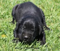 Bella, a female Great Dane and English Mastiff for sale in Unionville, IA – Photo 2 of 9