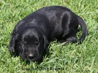 Bella, a female Great Dane and English Mastiff for sale in Unionville, IA – Photo 7 of 9