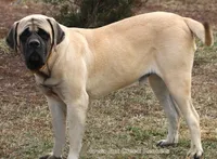 Bella, a female Great Dane and English Mastiff for sale in Unionville, IA – Photo 8 of 9