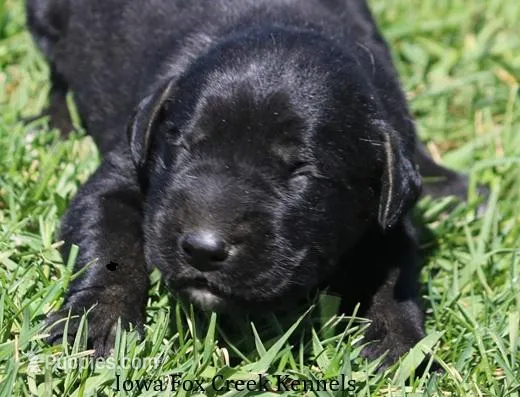 Bella – Great Dane, English Mastiff puppy for sale in Unionville, IA