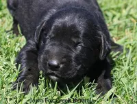 Bella, a female Great Dane and English Mastiff for sale in Unionville, IA – Photo 1 of 9