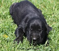 Bella, a female Great Dane and English Mastiff for sale in Unionville, IA – Photo 6 of 9