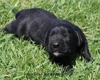 Bella, a female Great Dane and English Mastiff for sale in Unionville, IA – Photo 4 of 9