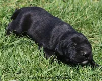 Bella, a female Great Dane and English Mastiff for sale in Unionville, IA – Photo 3 of 9