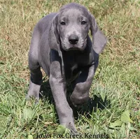 Sapphire, a female Great Dane for sale in Unionville, IA – 6 of 10
