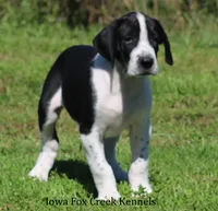 Zoey, a female Great Dane for sale in Unionville, IA – 5 of 10
