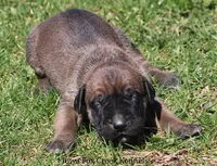 Brutus, a male Great Dane and English Mastiff for sale in Unionville, IA – Photo 3 of 10