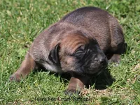 Brutus, a male Great Dane and English Mastiff for sale in Unionville, IA – Photo 6 of 10