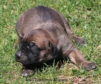Brutus, a male Great Dane and English Mastiff for sale in Unionville, IA – Photo 4 of 10