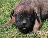 Brutus, a male Great Dane and English Mastiff for sale in Unionville, IA – Photo 1 of 10