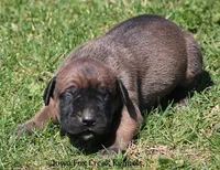 Brutus, a male Great Dane and English Mastiff for sale in Unionville, IA – Photo 7 of 10