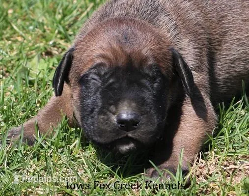 Brutus – Great Dane, English Mastiff puppy for sale in Unionville, IA