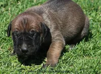 Brutus, a male Great Dane and English Mastiff for sale in Unionville, IA – Photo 8 of 10