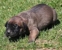 Brutus, a male Great Dane and English Mastiff for sale in Unionville, IA – Photo 5 of 10