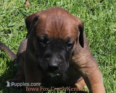Brutus – Great Dane, English Mastiff puppy for sale in Unionville, IA
