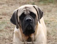 Brutus, a male Great Dane and English Mastiff for sale in Unionville, IA – Photo 9 of 10