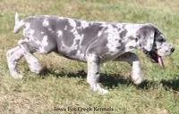 Shakira, a female Great Dane for sale in Unionville, IA – 6 of 10