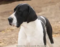 Zeus, a male Great Dane for sale in Unionville, IA – 9 of 10