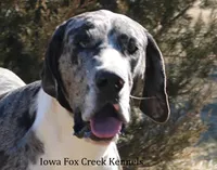 Sophie, a female Great Dane for sale in Unionville, IA – 10 of 10