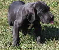 Susie, a female Great Dane for sale in Unionville, IA – 2 of 10
