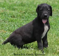 Maya, a male Great Dane for sale in Unionville, IA – 6 of 10