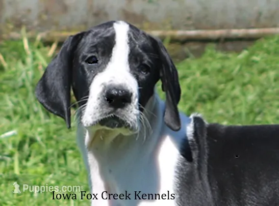 Zoey – Great Dane puppy for sale in Unionville, IA