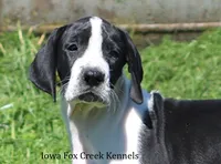 Zoey, a female Great Dane for sale in Unionville, IA – 1 of 10