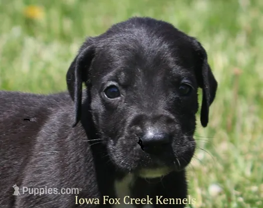 Maya – Great Dane puppy for sale in Unionville, IA