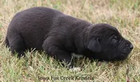 Shadow, a male Great Dane for sale in Unionville, IA – 2 of 10