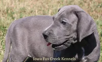Sarge, a male Great Dane for sale in Unionville, IA – 6 of 10
