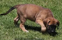 Bonnie, a female Great Dane and English Mastiff for sale in Unionville, IA – 2 of 10